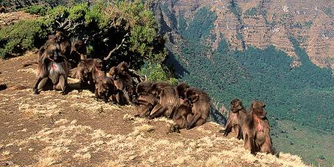 Budget camping Inside Simien Mountains NP – Day 1: Lunch & Dinner Included – Day 2-3: All Meals Included
