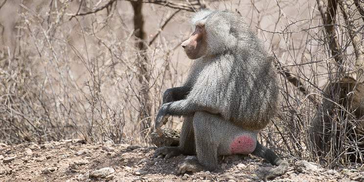 2-Day Awash Ali Degh Wildlife Excursion