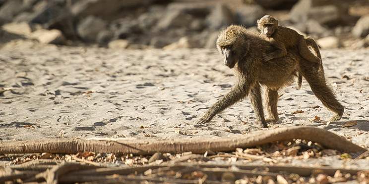 4-Day Wenchi Crater - Lake Awash Park Wildlife Safari