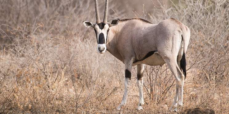 2-Day Wild Wonder and Rift Valley Escape Awash NP Safari