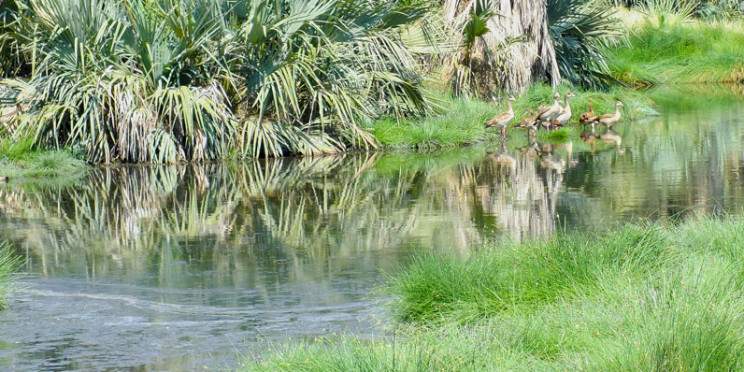 2-Day Awash National Park Adventure and Surrounding Tour