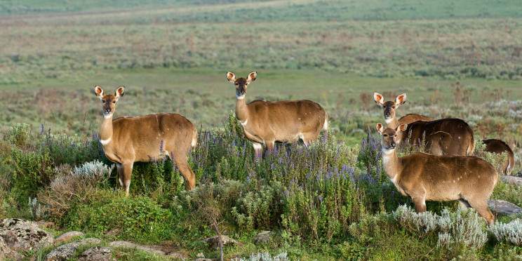4-Day Bale Mountains Flight & Road Tour Ethiopia