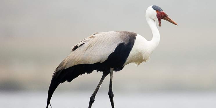 12-Day Ethiopia Birding & Endemics Tour
