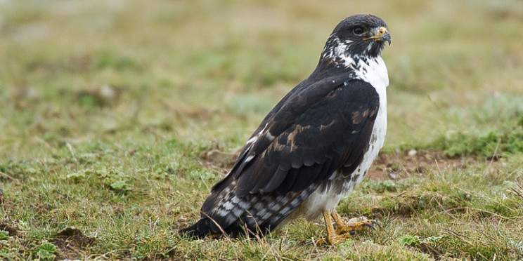 6-Day Ethiopia's Birding Adventure Tour