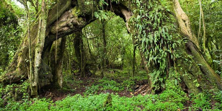 4-Day Bale Mountain National Park Trekking
