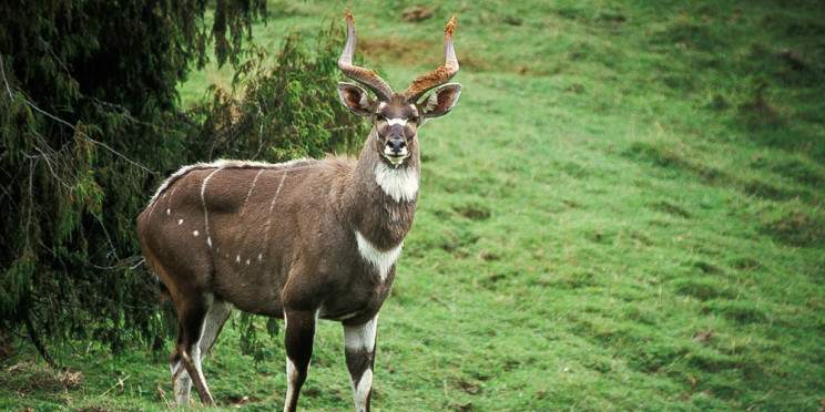 7-Day Ethiopian Wildlife Tour