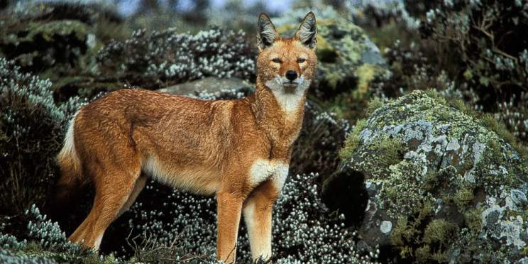 5-Day Bale Mountains and Great Rift Valley Expedition