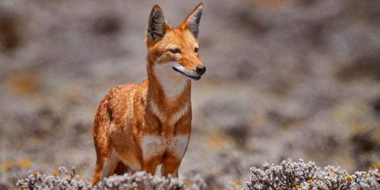 3-Day Bale Mountain National Park Trekking