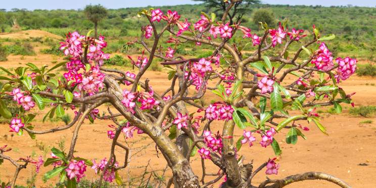 5-Day Mago National Park Safari