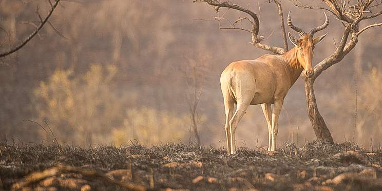 3-Day Rift Valley Wonders & Thrills to Awash NP