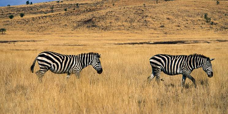 3-Day Discover the Wildlife of Awash National Park