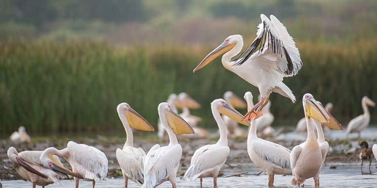 10-Day Ethiopia Birding & Wildlife Explorer