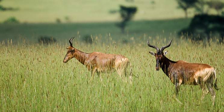 6-Day Wildlife and Cofee Trails of Western Ethiopia