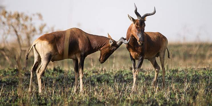 2-Day Awash National Park Game Safari