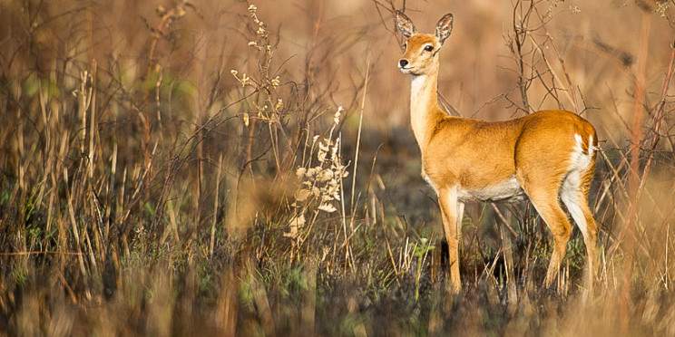 2-Day Awash National Park and Surroundings Tour