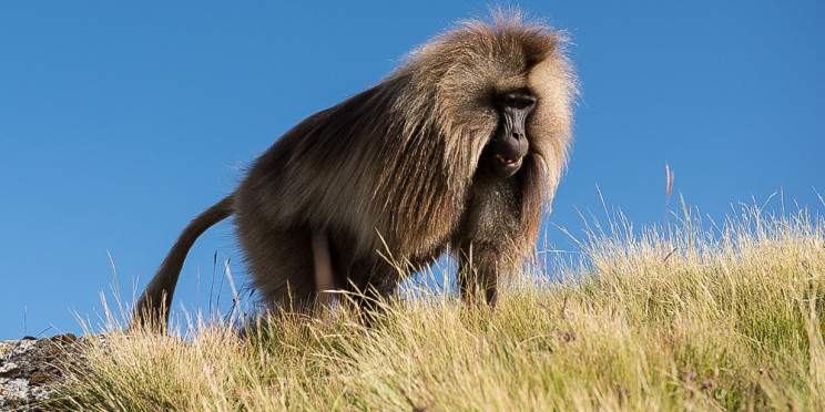 3-Day Ethiopia Camping & Trekking Tour