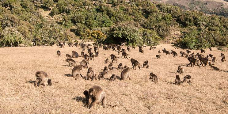 3-Day Ethiopia Camping and Trekking Tour