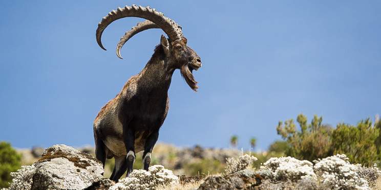 2-Day Luxury Escape to the Simien Mountains