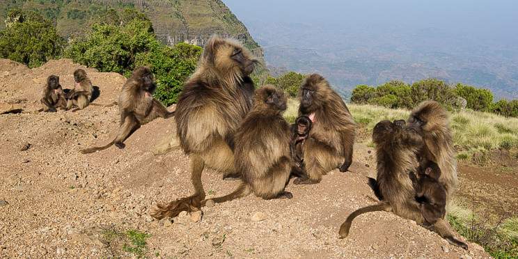 1-Day Trip to Simien Mountains from Gonder Back Gonder