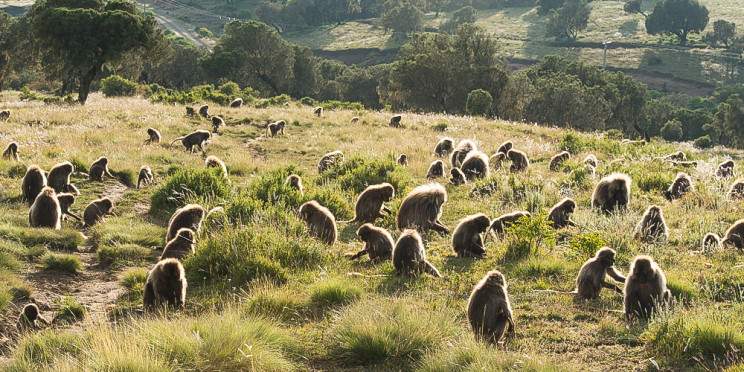 12-Day Land of Origins Safari Ethiopias Wild Landscape