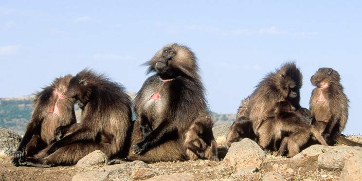 4-Day Trekking to Simien Mountain