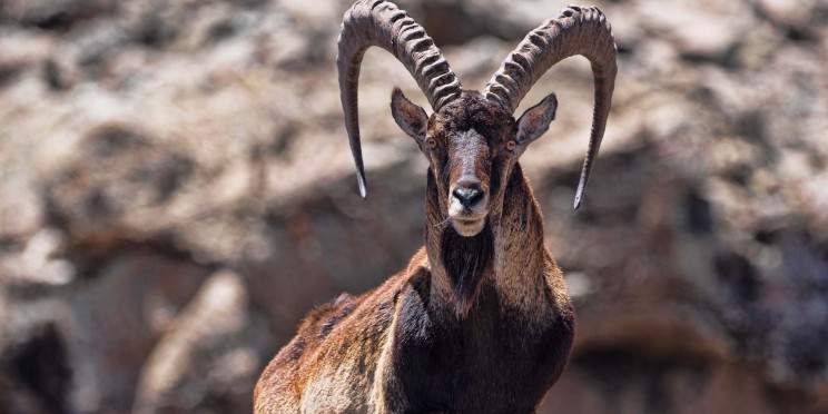 3-Day Discover the Majestic Simien Mountains