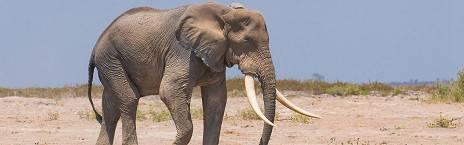 3-Day Amboseli -Explore the Land of the Legendary Craig
