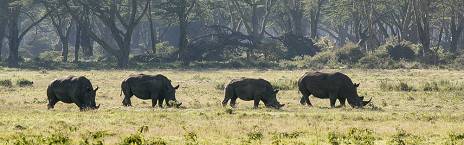 5-Day Maasai Mara + Lake Nakuru Private Safari