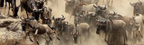 8-Day Best of Kenya, Uganda & Rwanda Safari and Gorillas