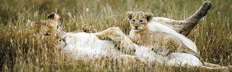2-Day Maasai Mara Luxury Fly-in Safari