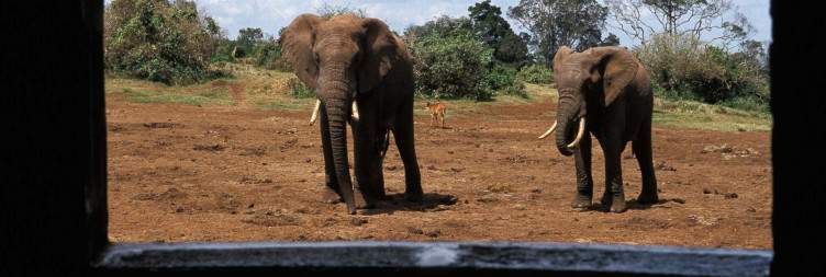 Samburu/Abedares