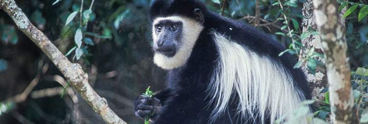 Samburu to Aberdare National Park