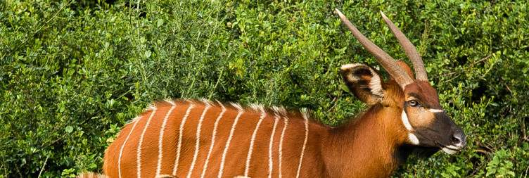 Samburu-Aberdare National Park