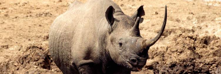 Buffalo Springs National Reserve-Aberdare National Park