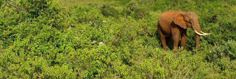 Nairobi to Aberdare – Into the Misty Forests