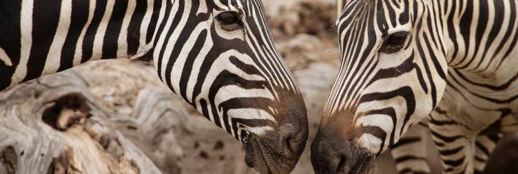 Lake Naivasha - Amboseli National Park