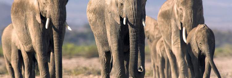 Amboseli National Park