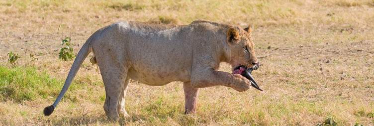 Amboseli National Park