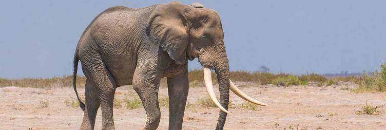 Amboseli National Park