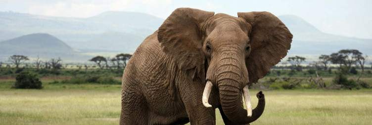 Nairobi to Amboseli