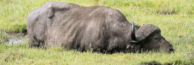 Tsavo West – Tsavo West – Amboseli National Park