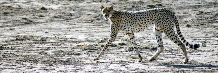 Explore Amboseli National Park
