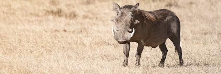 Nairobi – Amboseli National Park