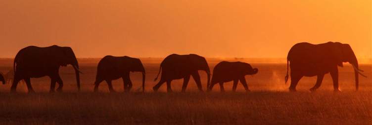 Full-Day Exploration in Amboseli