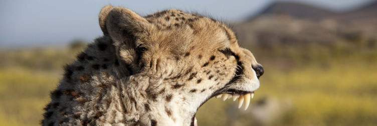 Full-Day Game Drive in Amboseli