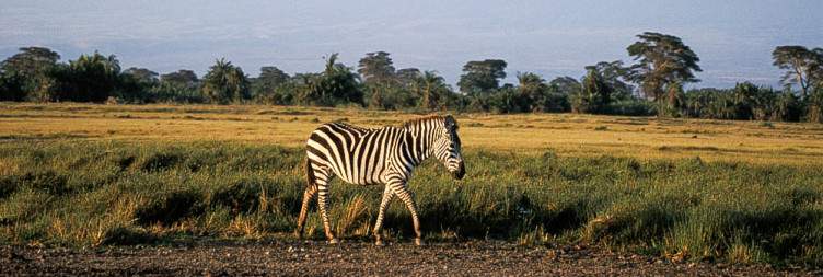 Naivasha - Amboseli National Park