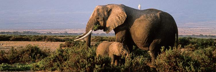 Full-Day Game Drives in Amboseli National Park