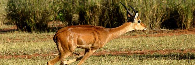 Mombasa to Amboseli