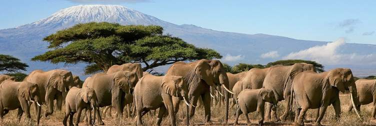 Transfer to Kenya | Arrival in Kenya | Transfer to Amboseli National Park