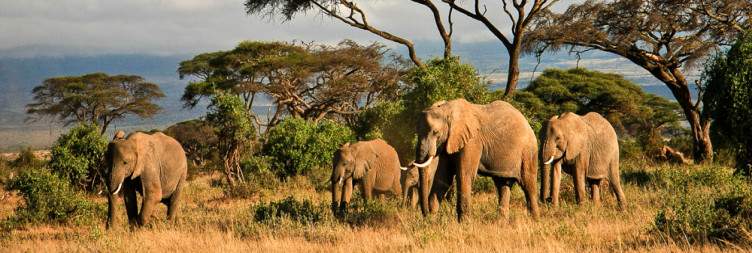 Tsavo West - Amboseli National Park